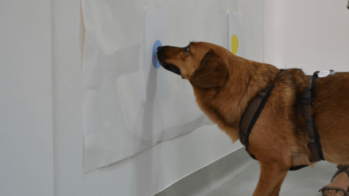 Brown dog illustrating overimitation by nosing a blue dot on a wall.