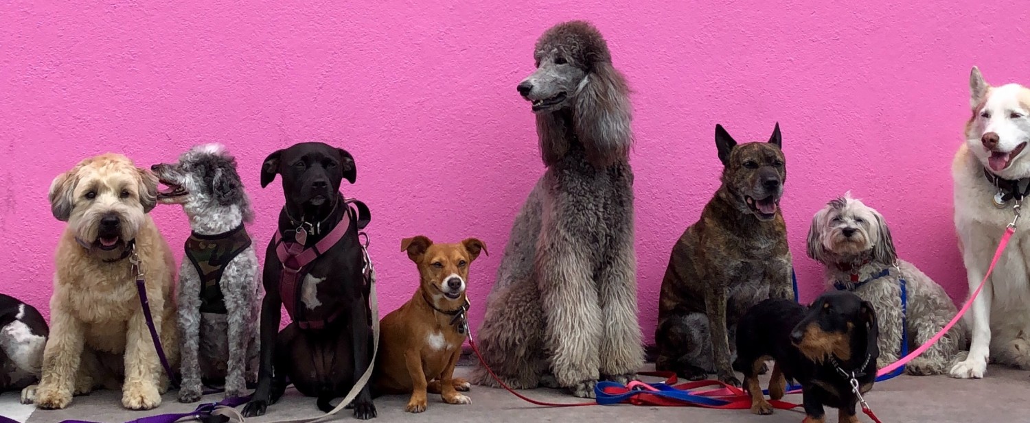 Nine dogs of different breeds lined up along a bright pink wall. Photo by Hannah Lim on Unsplash