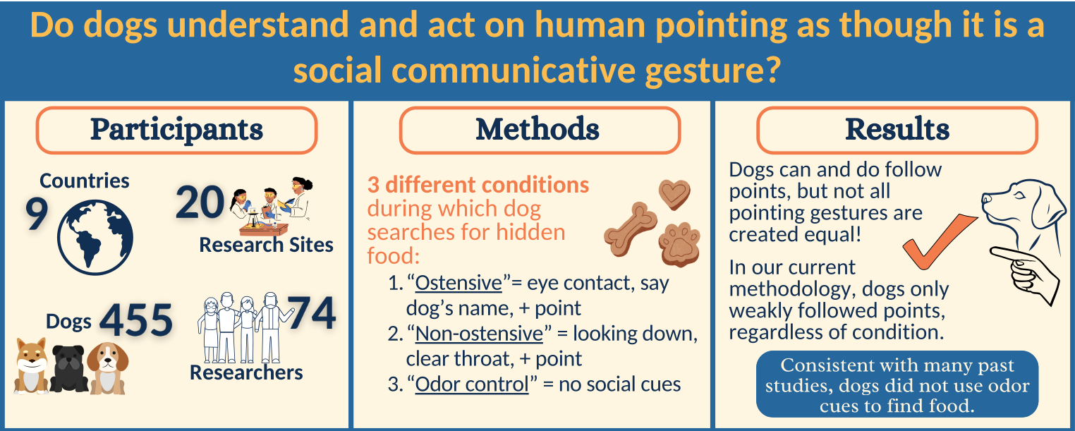 Infographic titled: Do dogs understand and act on human pointing as though it is a social communicative gesture? Participants: 9 countries, 20 research sites, 455 dogs, 74 researchers. Methods: 3 different conditions during which dog searches for hidden food. 1. Ostensive = eye contact, say dog's name, point. 2. Non-ostensive = looking down, clear throat, point. 3. Odor control = no social cues. Results: Dogs can and do follow points, but not all pointing gestures are created equal! In our current methodology, dogs only weakly follow points, regardless of condition. Consistent with many past studies, dogs did not use odor cues to find food.